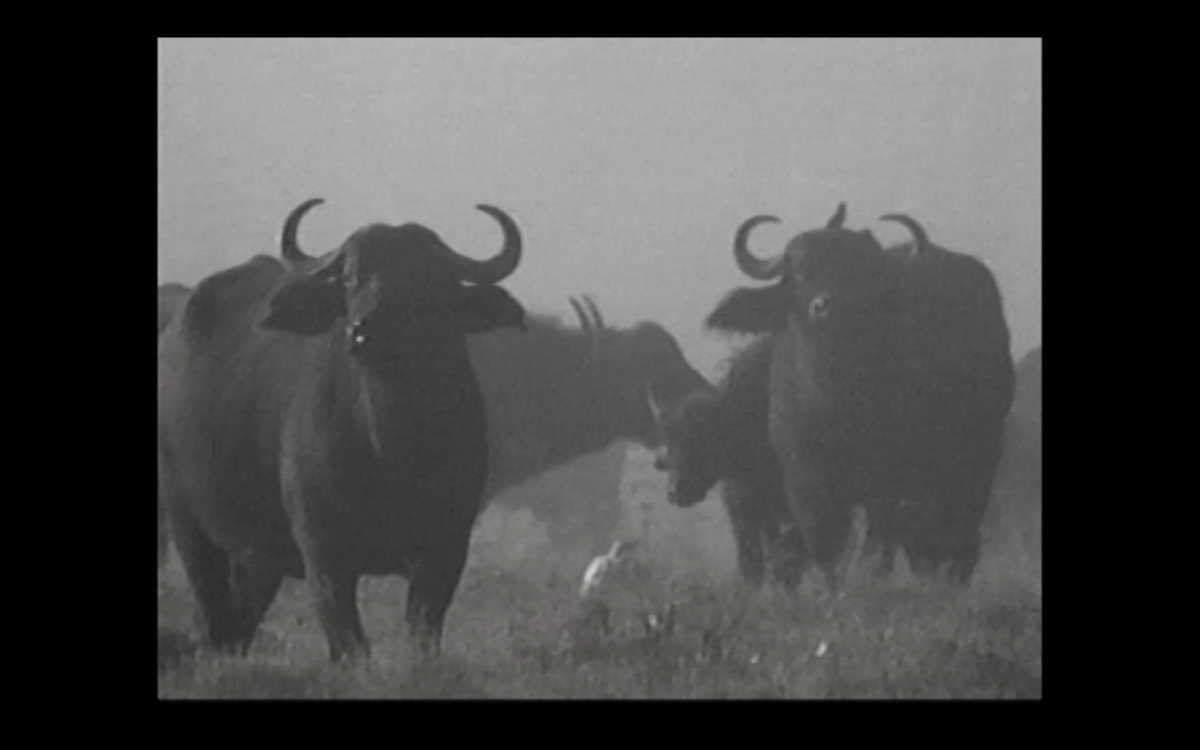 The Sunday of Life - Bel Ami