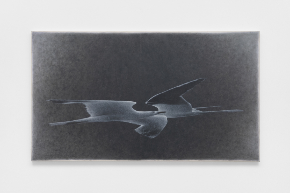 Everything looks dark now - Bel Ami